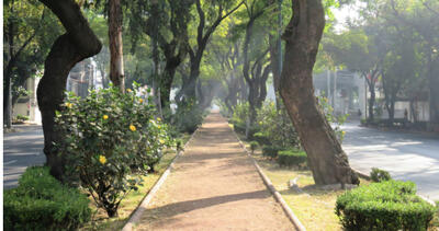 A tree lined gravel path in a Mexico City park